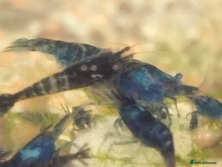Shrimps fish Neocaradina Shrimp (Blue, High grade) - Advert 1