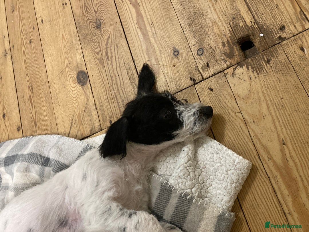 Jackapoo dogs for sale: @@GORGEOUS JACKAPOO PUPPIES@@ - Advert 11