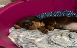Miniature Dachshund dogs for sale: 🐾 Adorable mini dachshund puppies 🐾 - Image 8