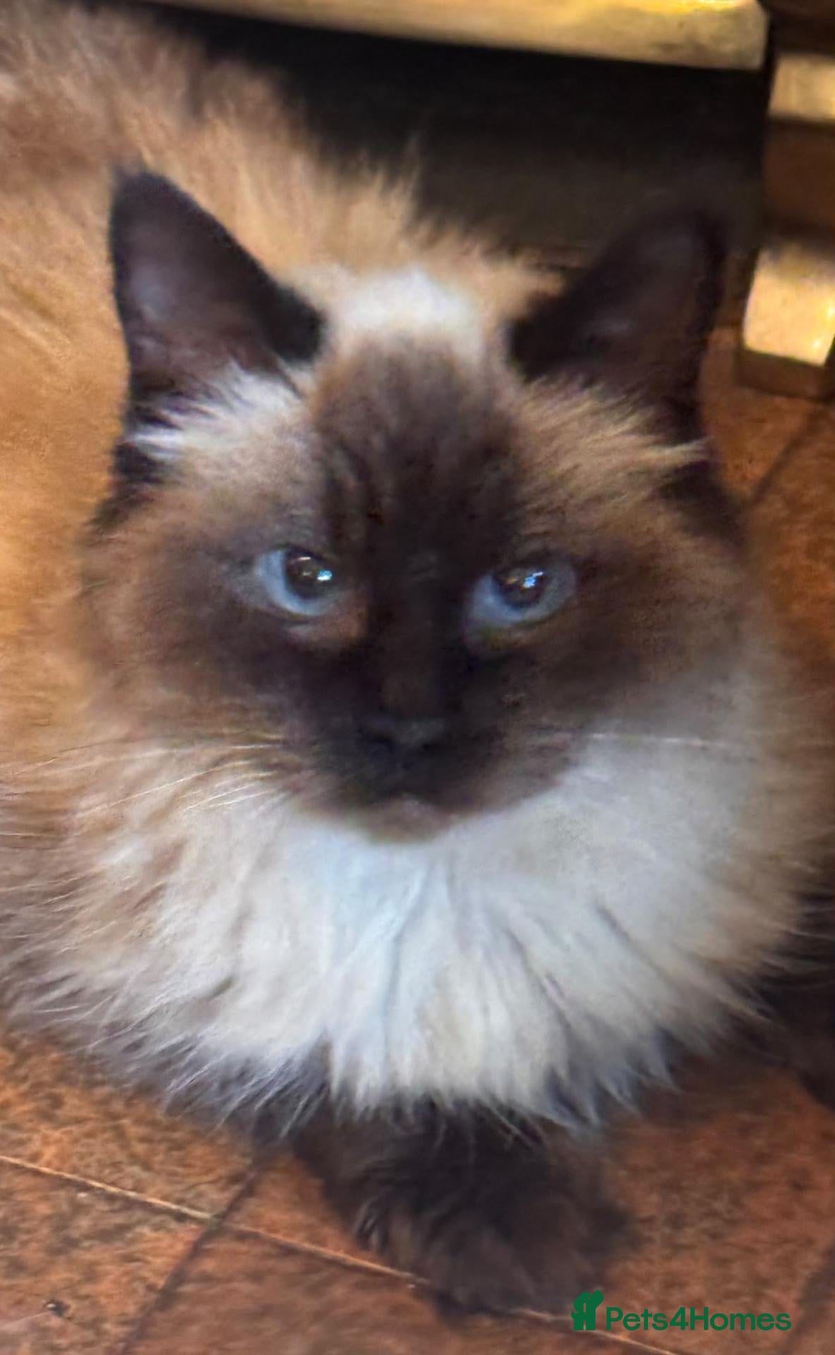 Ragdoll cats Ragdoll queen  - Advert 1