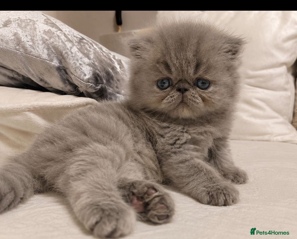 Persian cats Exotic Persian Kittens  - Advert 9