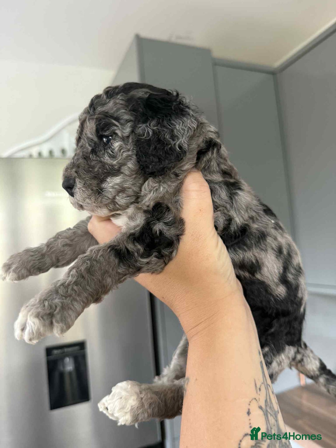 Cockapoo dogs for sale: Gorgeous cockapoo puppies  - Advert 6