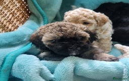 Maltipoo dogs for sale: Rare F2 Toy Maltipoos, DNA Clear + Basic Training - Image 9