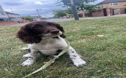 English Springer Spaniel dogs for sale: Lovely friendly puppy looking for a new Home  - Image 4