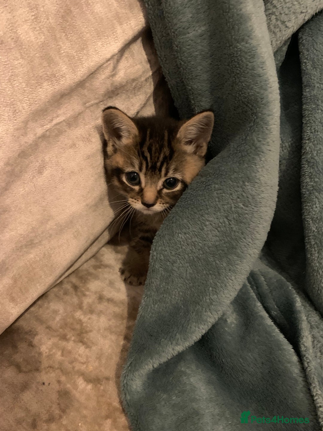 British Longhair cats for sale: 2 Ginger Males and one Torty/tabby girl - Advert 6