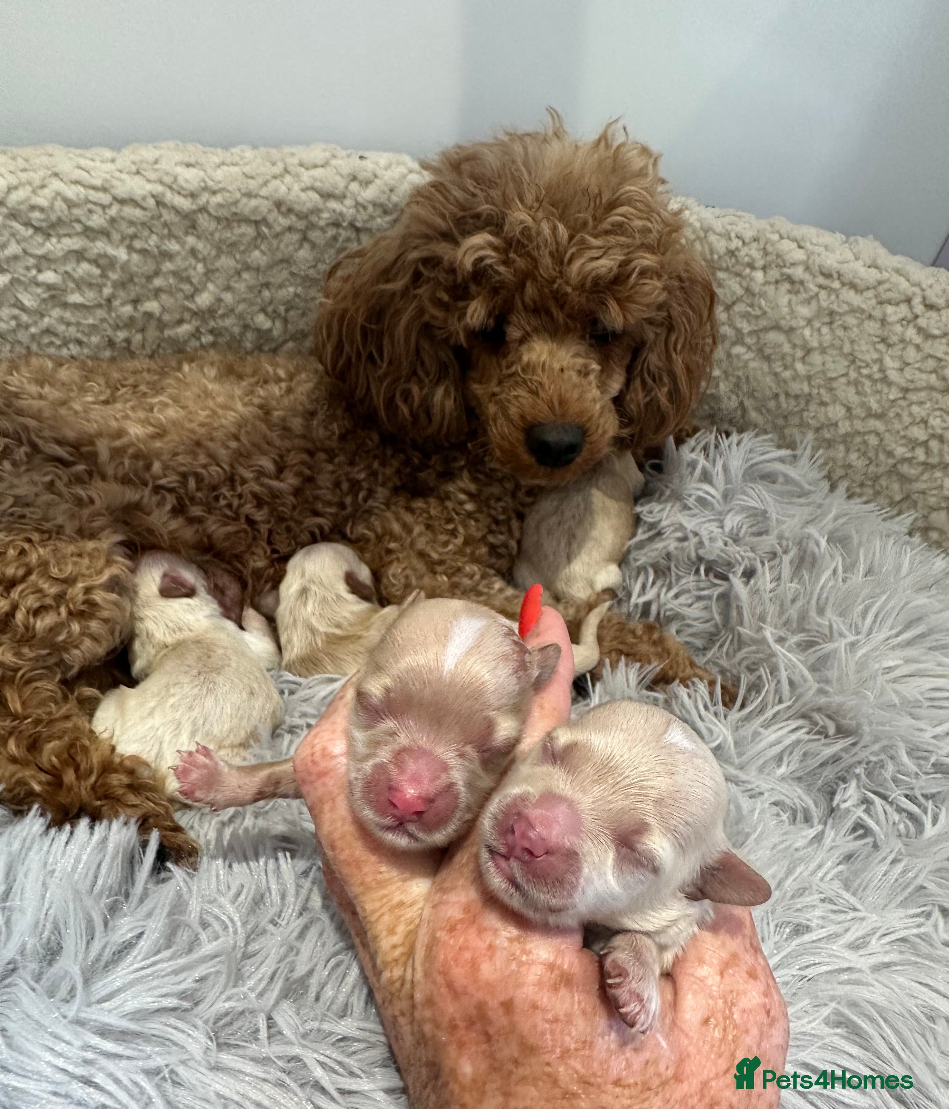 Maltipoo dogs 👑✨ F1 TOY MALTIPOO PUPS✨👑 - Advert 4