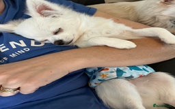 Chihuahua dogs for sale: Absolutely gorgeous White Longcoat Boy  - Image 9