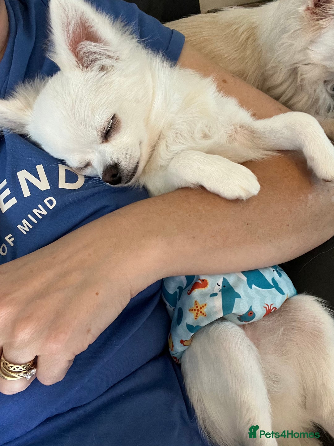 Chihuahua dogs for sale: Absolutely gorgeous White Longcoat Boy  - Image 9