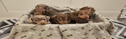 Miniature Dachshund dogs for sale: Stunning miniature dachshund puppies - Advert 7
