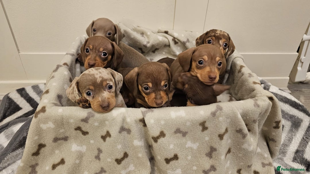 Miniature Dachshund dogs for sale: Stunning miniature dachshund puppies - Advert 7