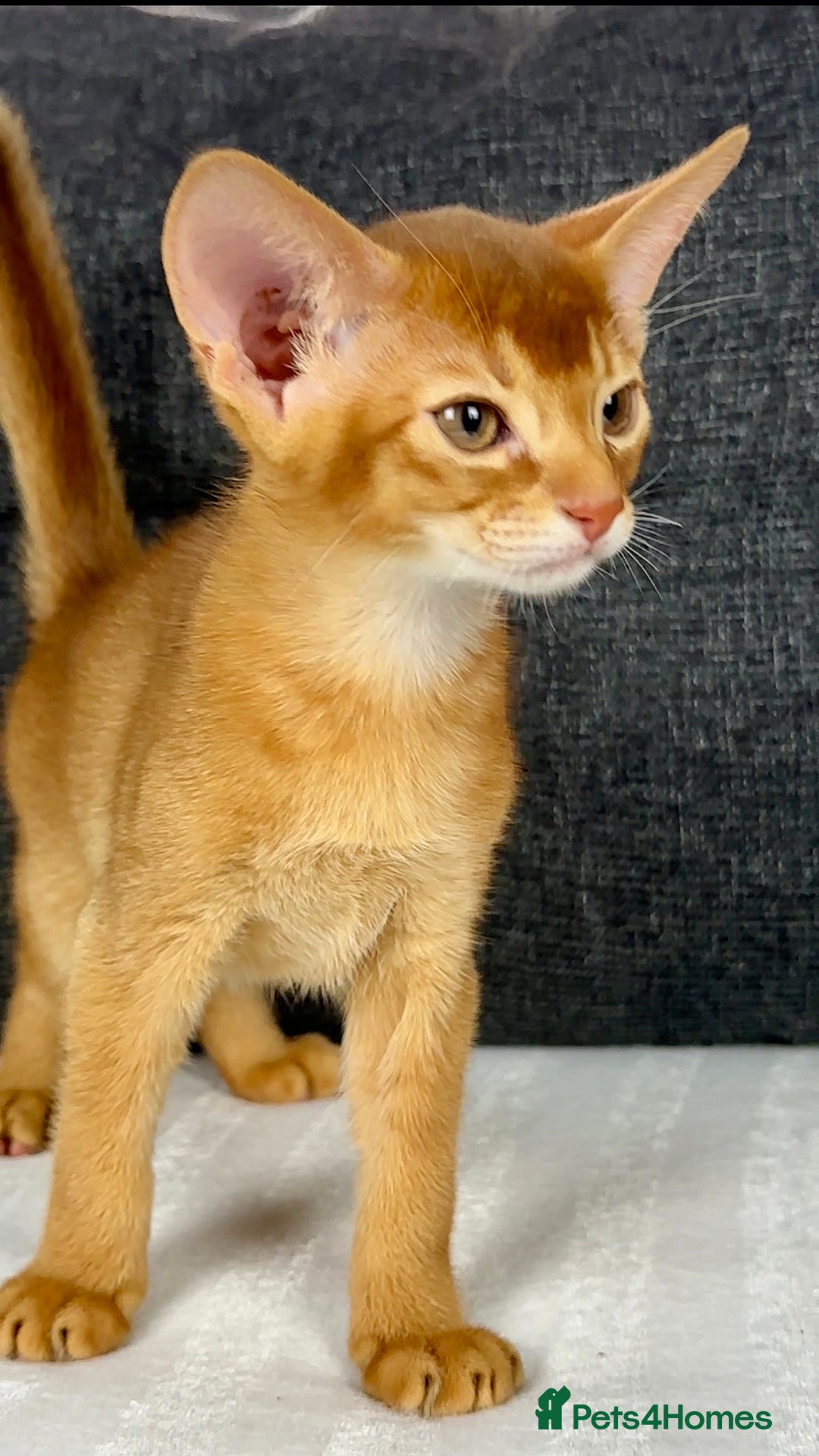 Abyssinian cats for sale: Stunning sorrel and usual Abyssinian kittens  - Image 11