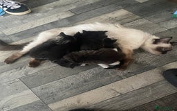 Ragdoll cats for sale: Half ragdoll kittens  - Image 4