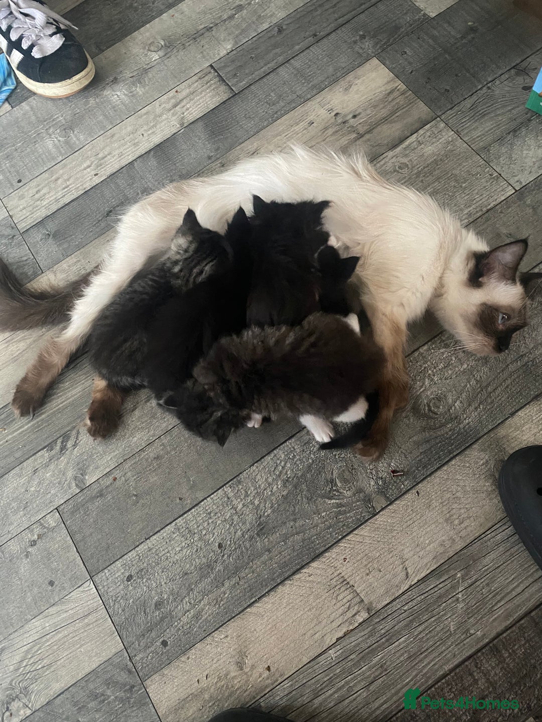 Ragdoll cats for sale: Half ragdoll kittens  - Image 4