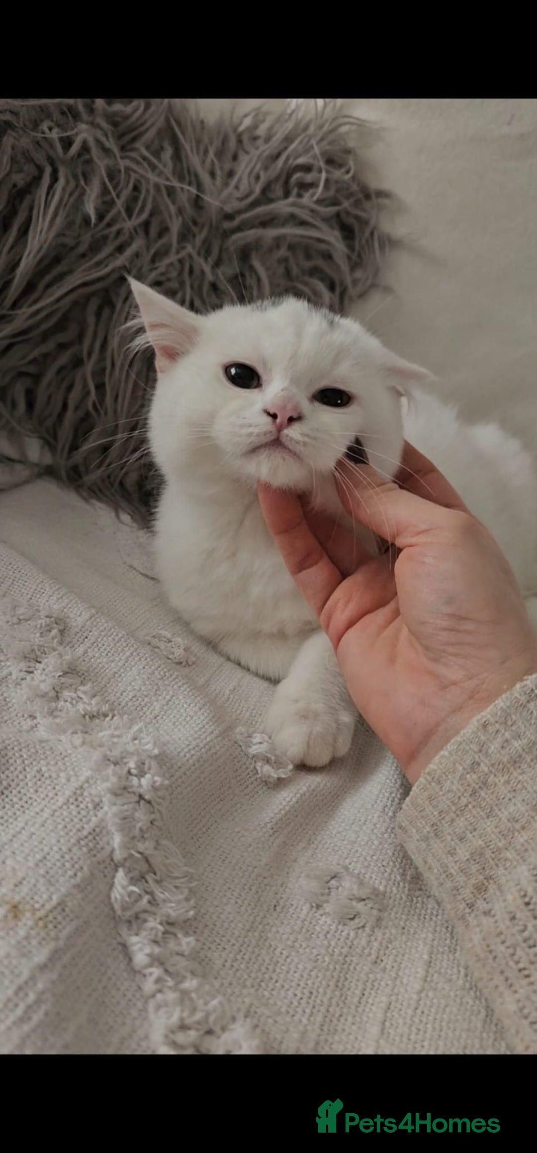 British Shorthair cats for sale: ♥️ GCCF British Shorthair Kittens ♥️ - Image 8