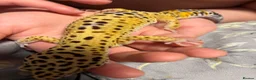 Leopard Gecko reptiles for sale: Leopard Gecko with Complete Vivarium & Accessories - Advert 2
