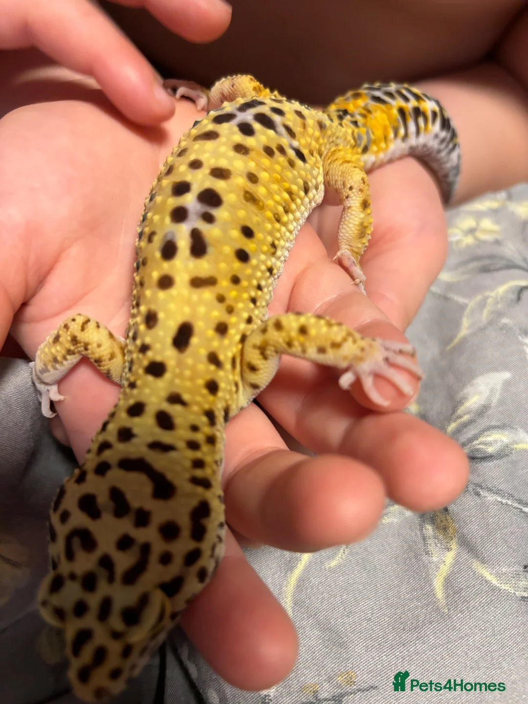 Leopard Gecko reptiles for sale: Leopard Gecko with Complete Vivarium & Accessories - Advert 2