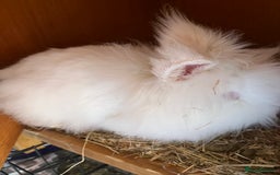 Lionhead rabbits for sale: 2 boys rabbits w blue eyes left to purchase  - Image 3