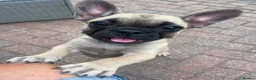 French Bulldog dogs for sale: Female fawn coat and a black mask. - Advert 33