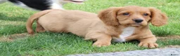 Cockapoo dogs for sale: Cockerlierpoo puppies for sale - Advert 18