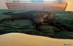 Mixed Breed dogs for sale: Australian Kelpie X Cocker Spaniel - Image 8