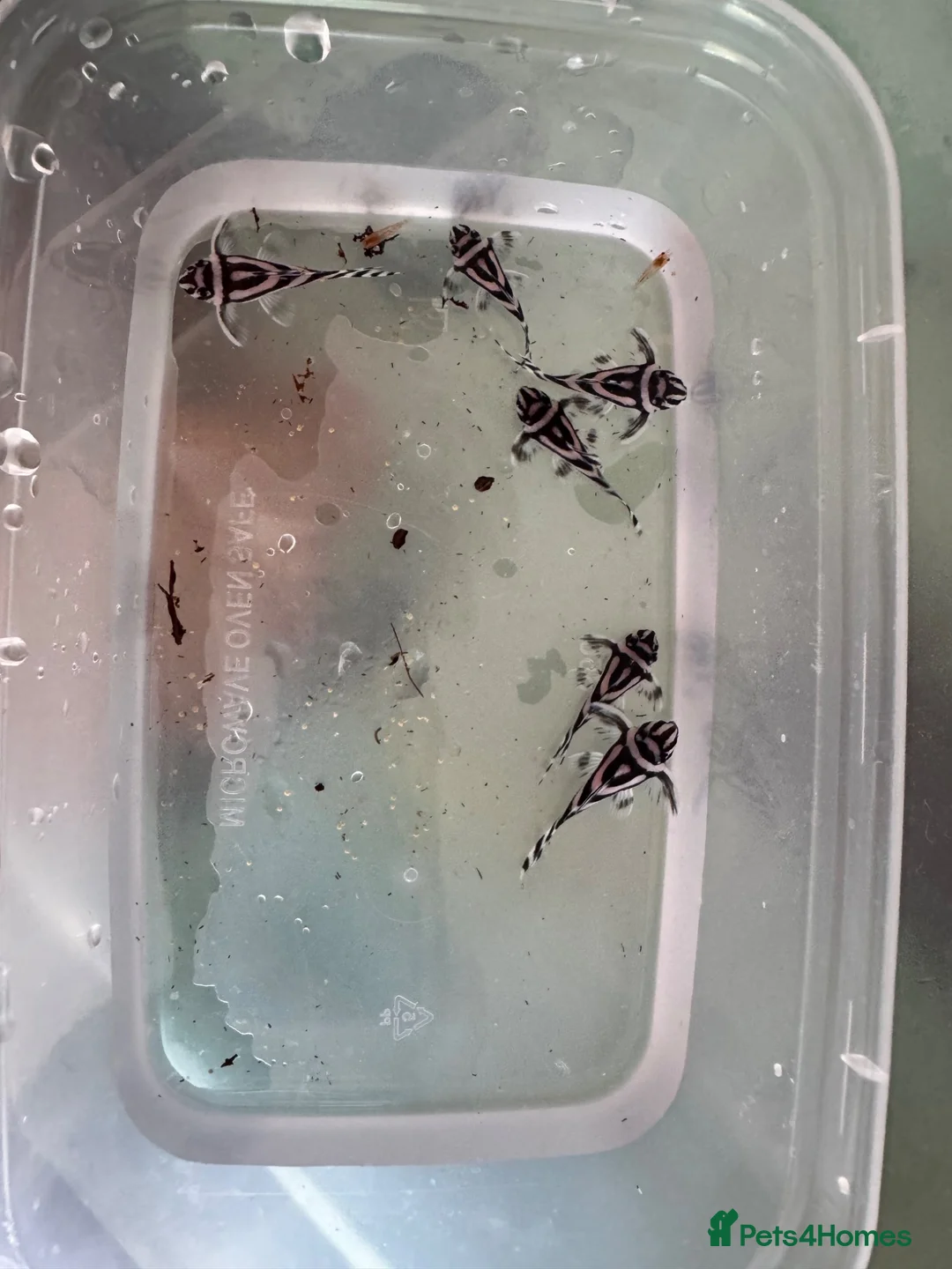 Plecos fish for sale: Zebra Pleco L046  in Ilfracombe - Advert 1