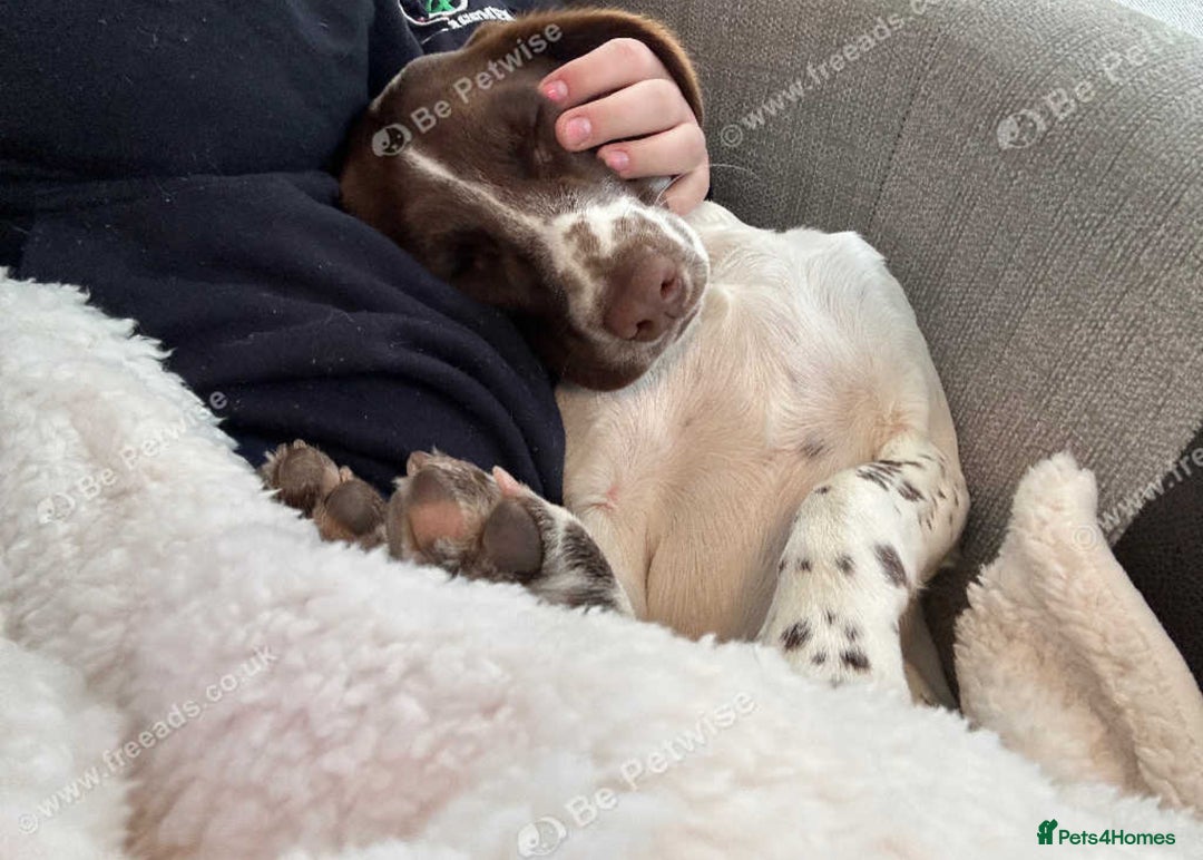 English Springer Spaniel dogs for sale: River- 18 month spaniel - Image 3