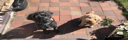 Cockapoo dogs for sale: Stunning F2 Cockapoo puppies - Advert 31