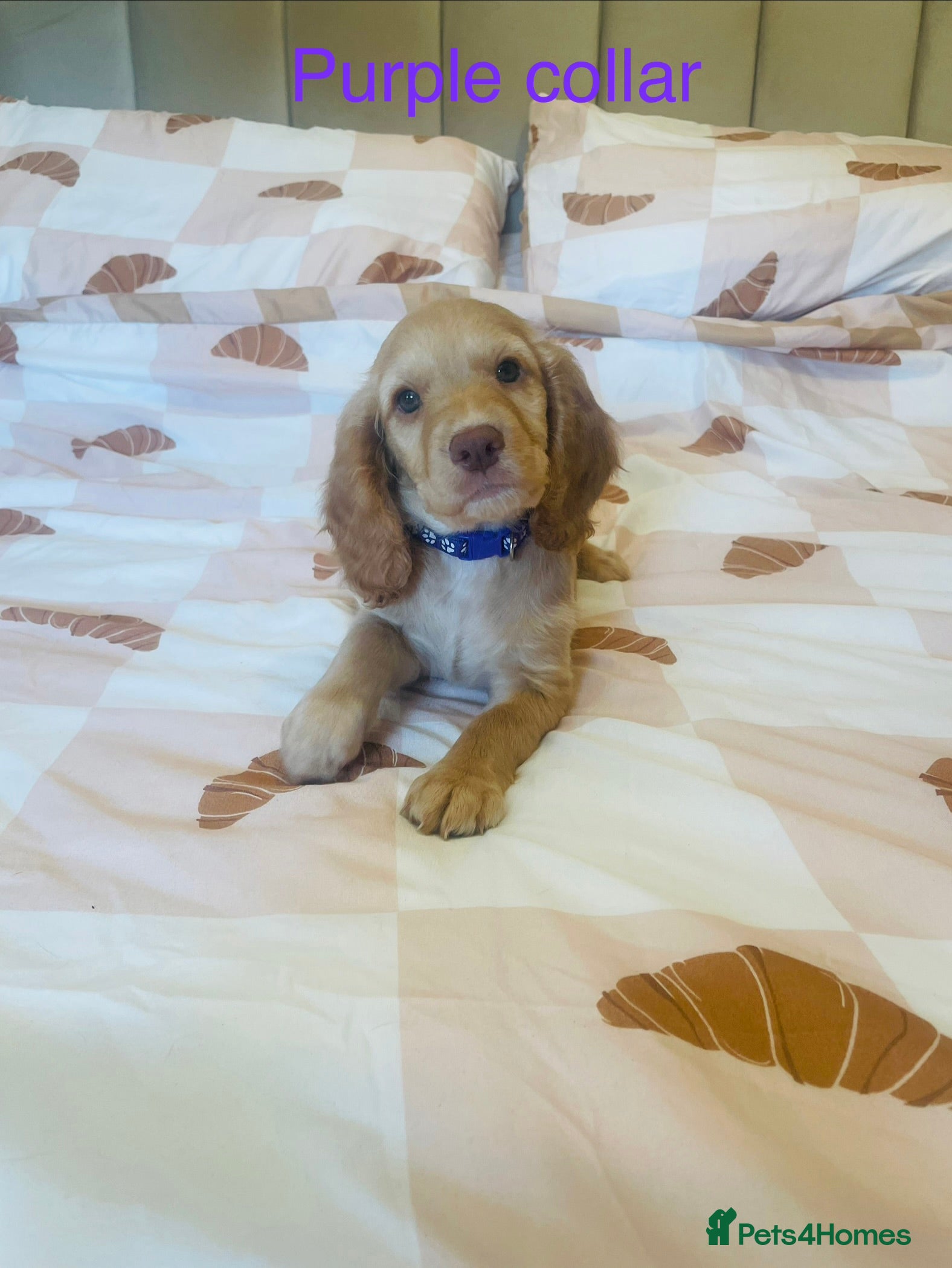Cockapoo dogs Stunning litter of F1 cockapoo puppies  - Advert 1