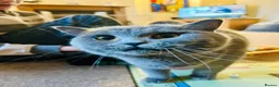 British Shorthair cats for sale: GCCF Registered British Shorthair Kittens - Advert 3