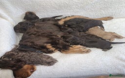 Cocker Spaniel dogs for sale: Show cockers champion bloodlines. simbawood lines. - Image 16