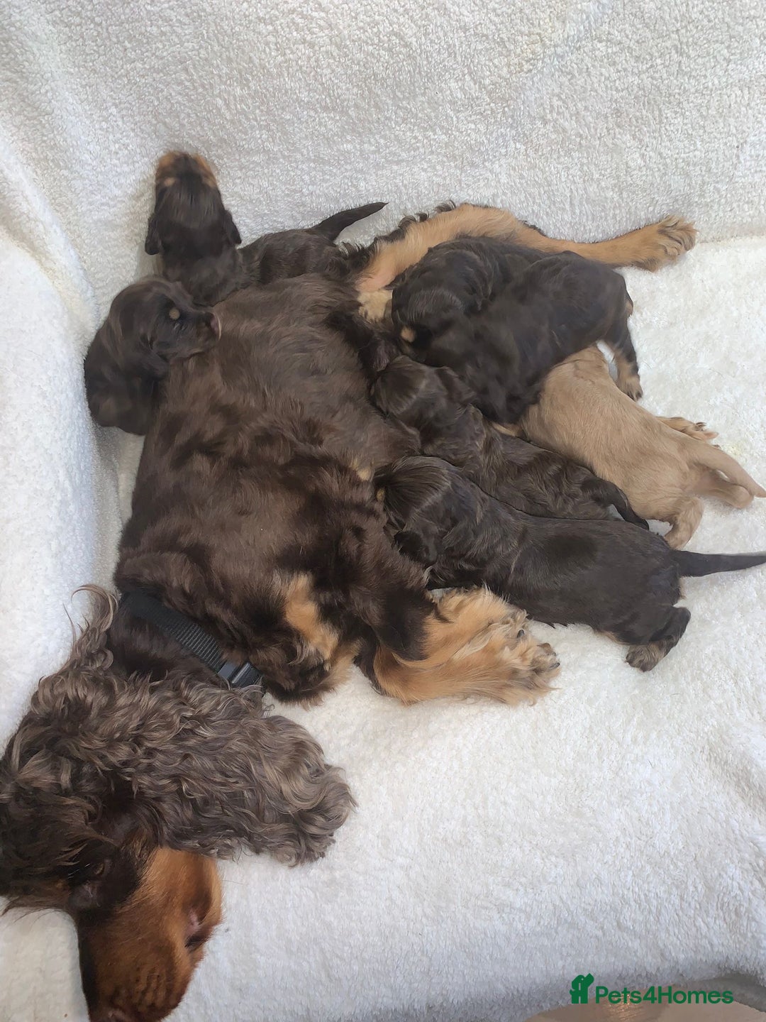 Cocker Spaniel dogs for sale: Show cockers champion bloodlines. simbawood lines. - Image 16