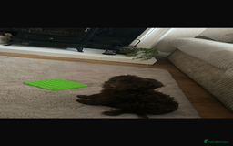 Cockapoo dogs for sale: Chocolate cockapoo 13 weeks old  - Image 3