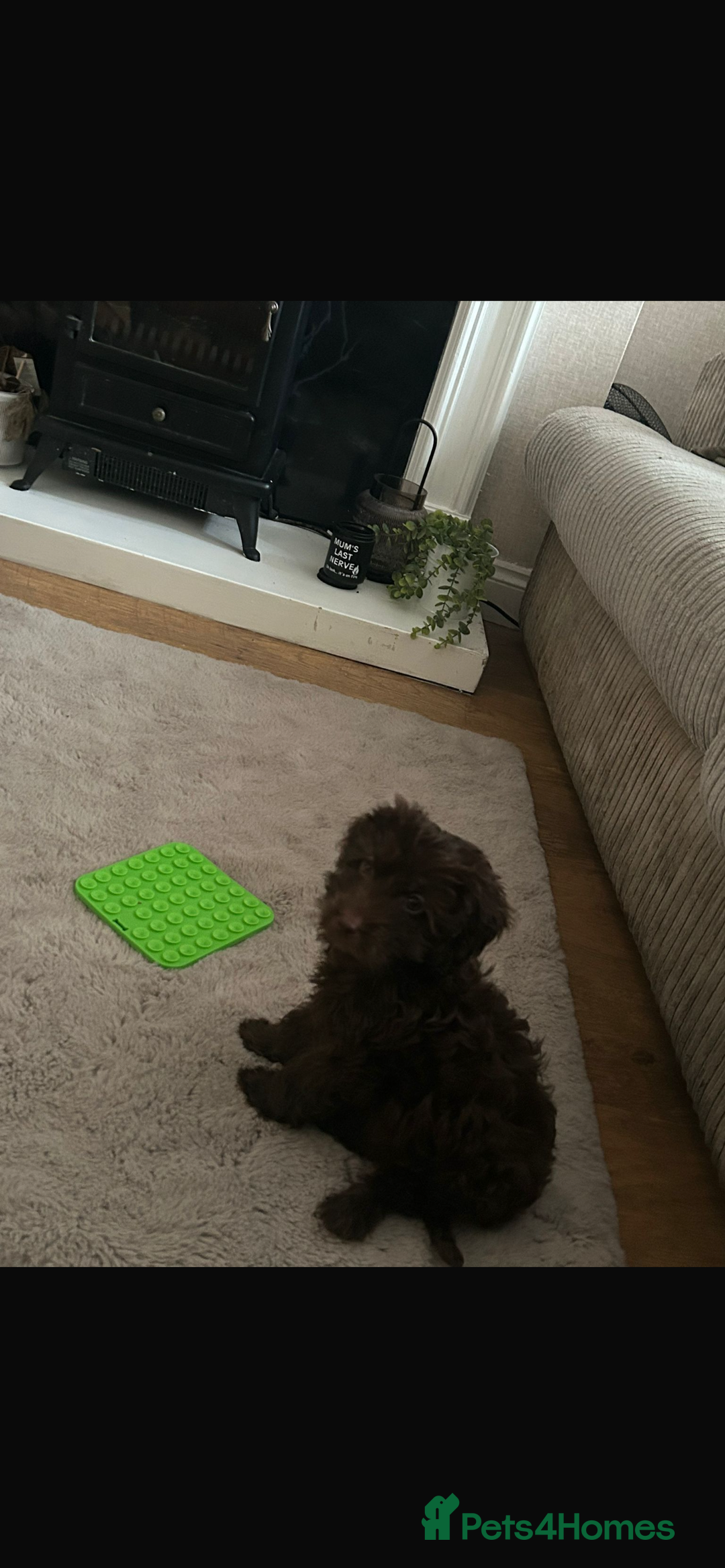 Cockapoo dogs for sale: Chocolate cockapoo 13 weeks old  - Image 3