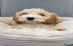 Cockapoo dogs for sale: Quality cockapoo pups  - Image 10