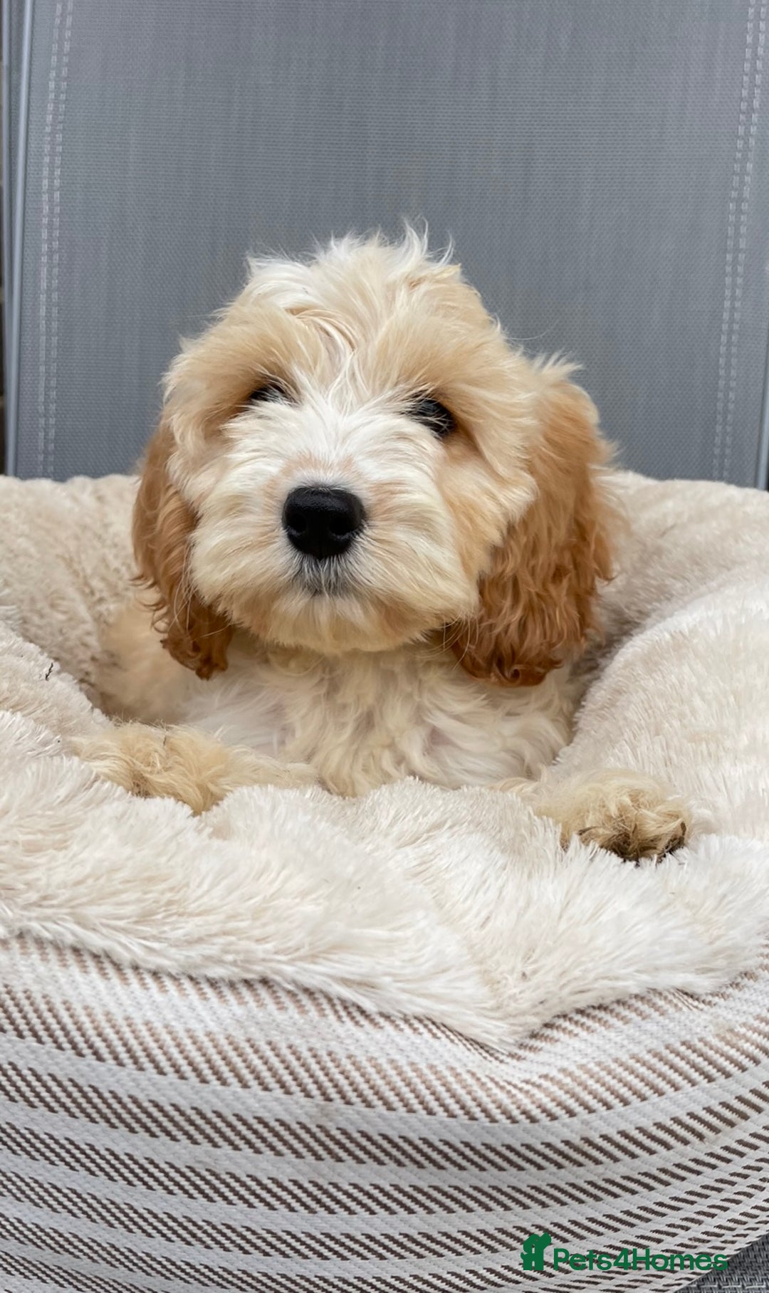 Cockapoo dogs for sale: Quality cockapoo pups  - Image 10
