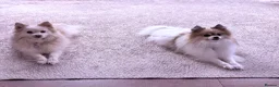 Pomeranian dogs for stud: Rare Parti Pomeranian stud available immediately  - Advert 2
