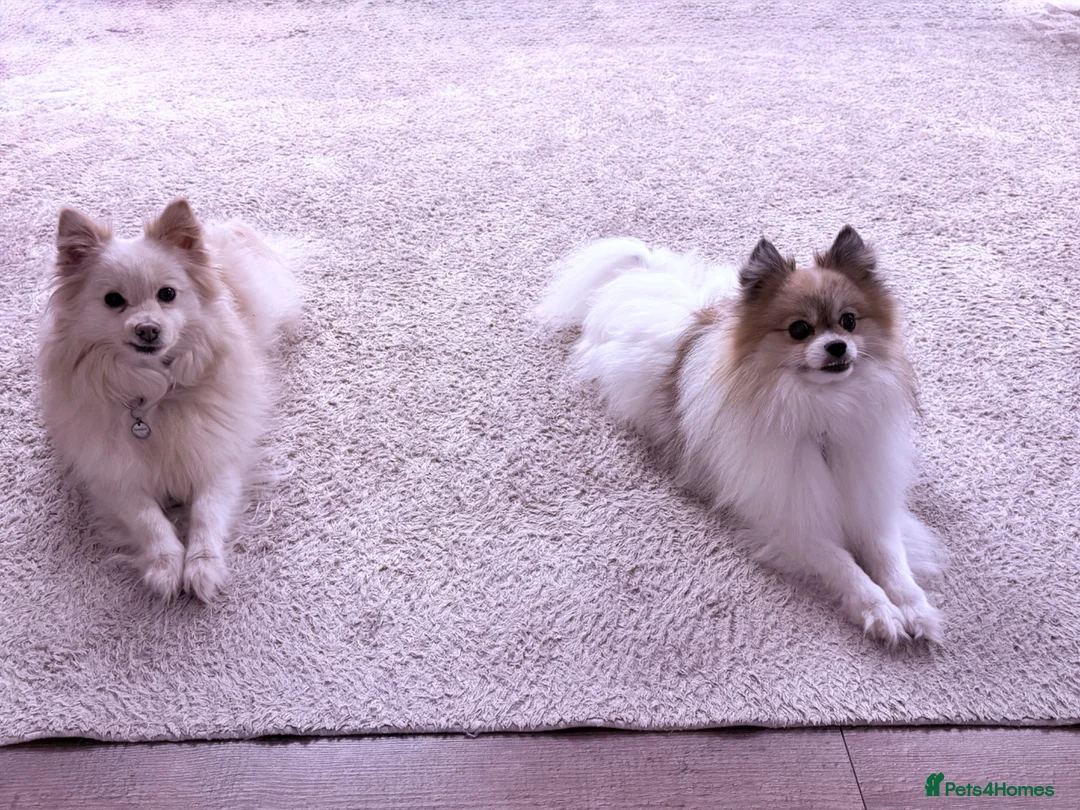 Pomeranian dogs for stud: Rare Parti Pomeranian stud available immediately  - Advert 2