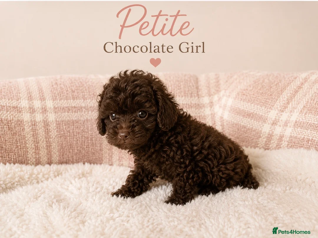 Toy Poodle dogs for sale: Chocolate & Toy Poodle Babies READY NOW - Advert 25