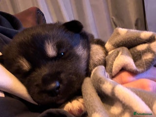 Siberian Husky dogs Siberian Huskies 3boys 1girl - Advert 3