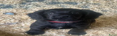 Cocker Spaniel 4
