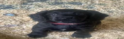 Cocker Spaniel dogs for sale: Working Cocker Spaniel Puppies-LAST ONE REMAINING - Advert 2