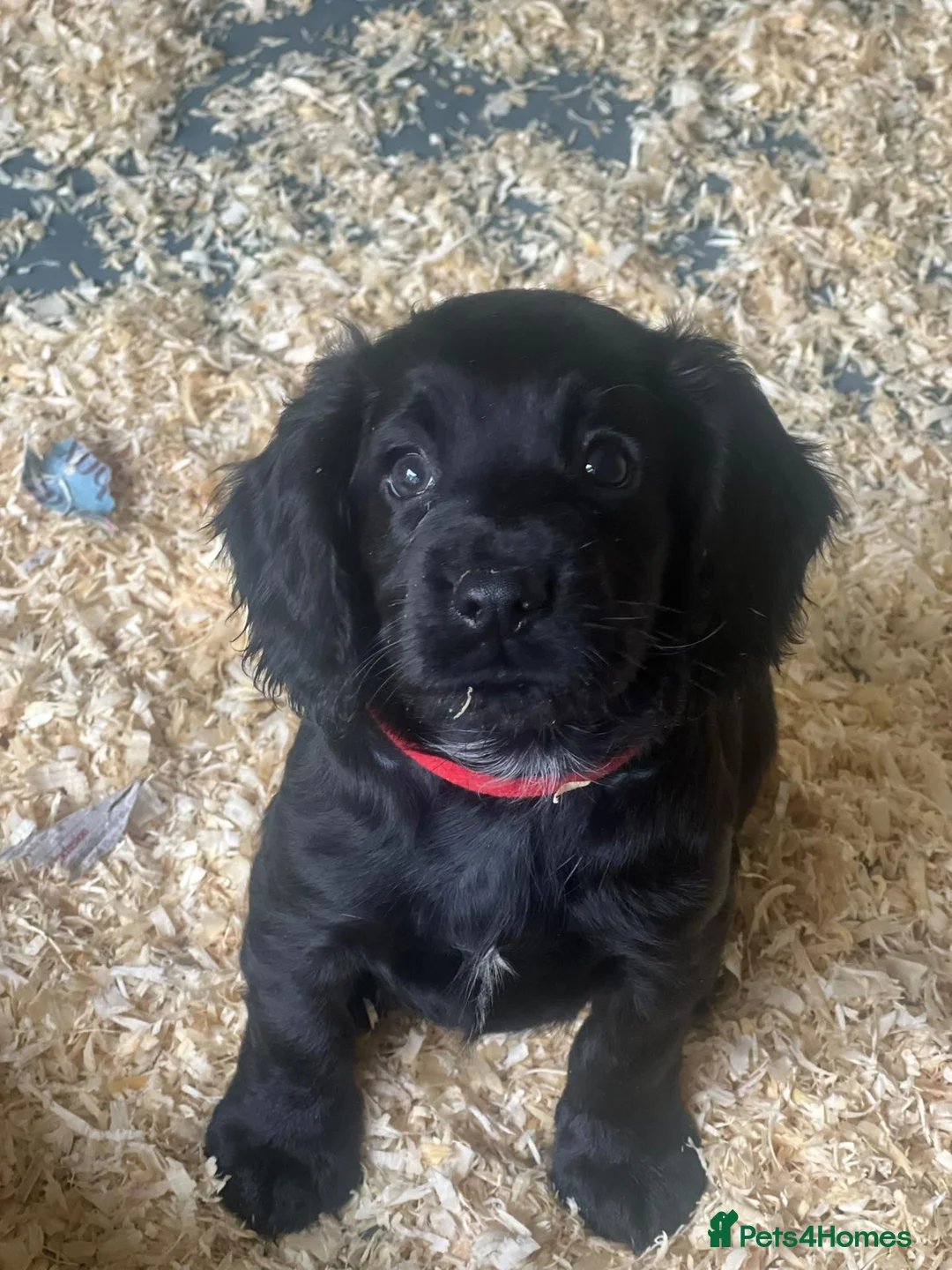 Cocker Spaniel dogs for sale: Working Cocker Spaniel Puppies-LAST ONE REMAINING - Advert 2
