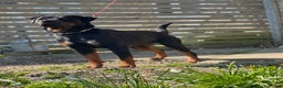 Rottweiler dogs for sale: ETTA'S PUPS COMING SOON!  - Advert 14