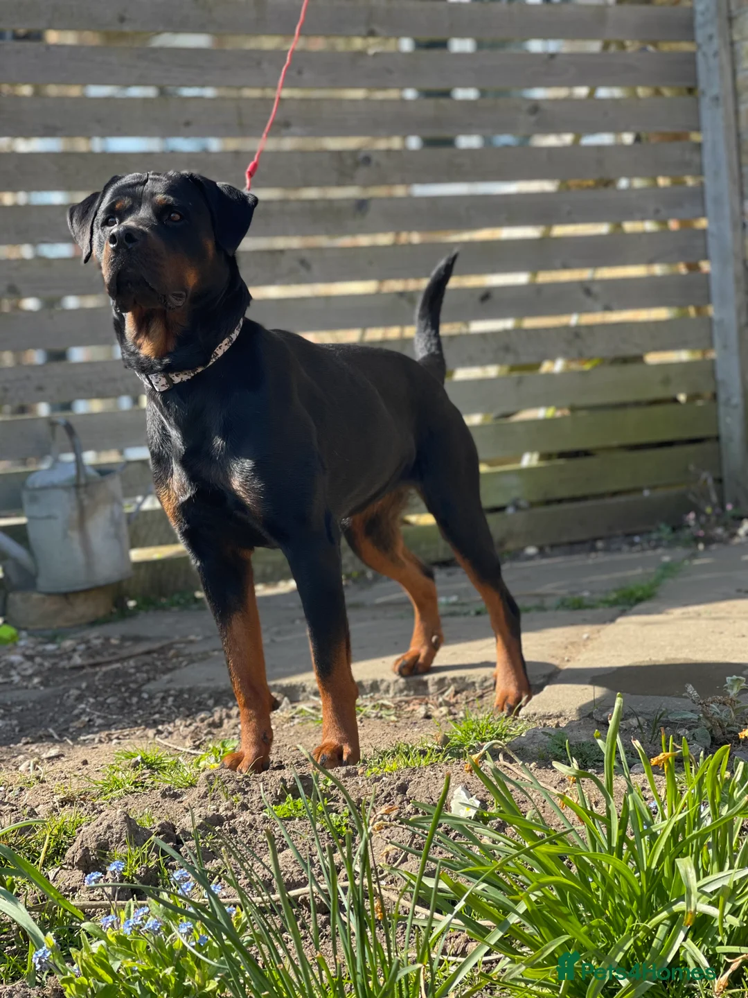 Rottweiler dogs for sale: Rottweiler pups ready to reserve.  - Advert 4