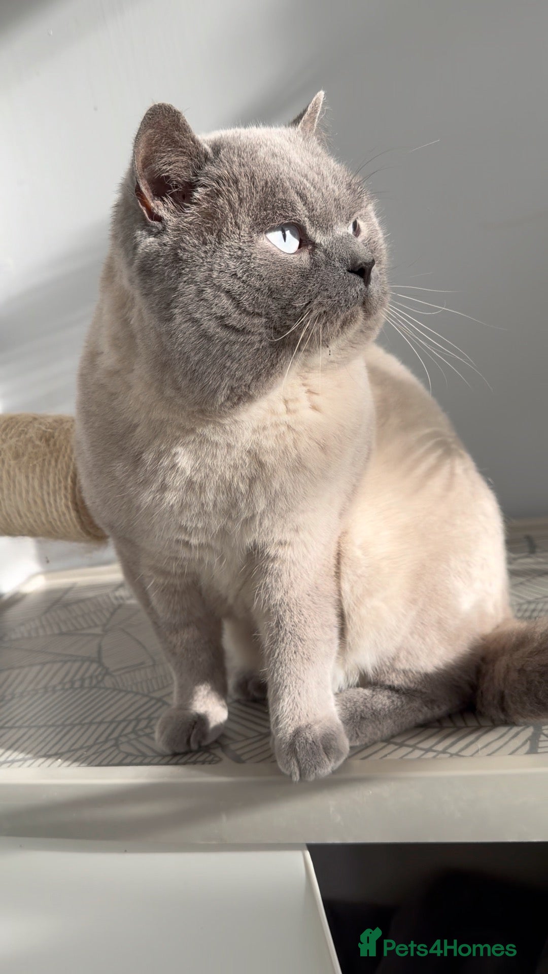 British Shorthair cats Blue colourpoint health tested stud  - Advert 1