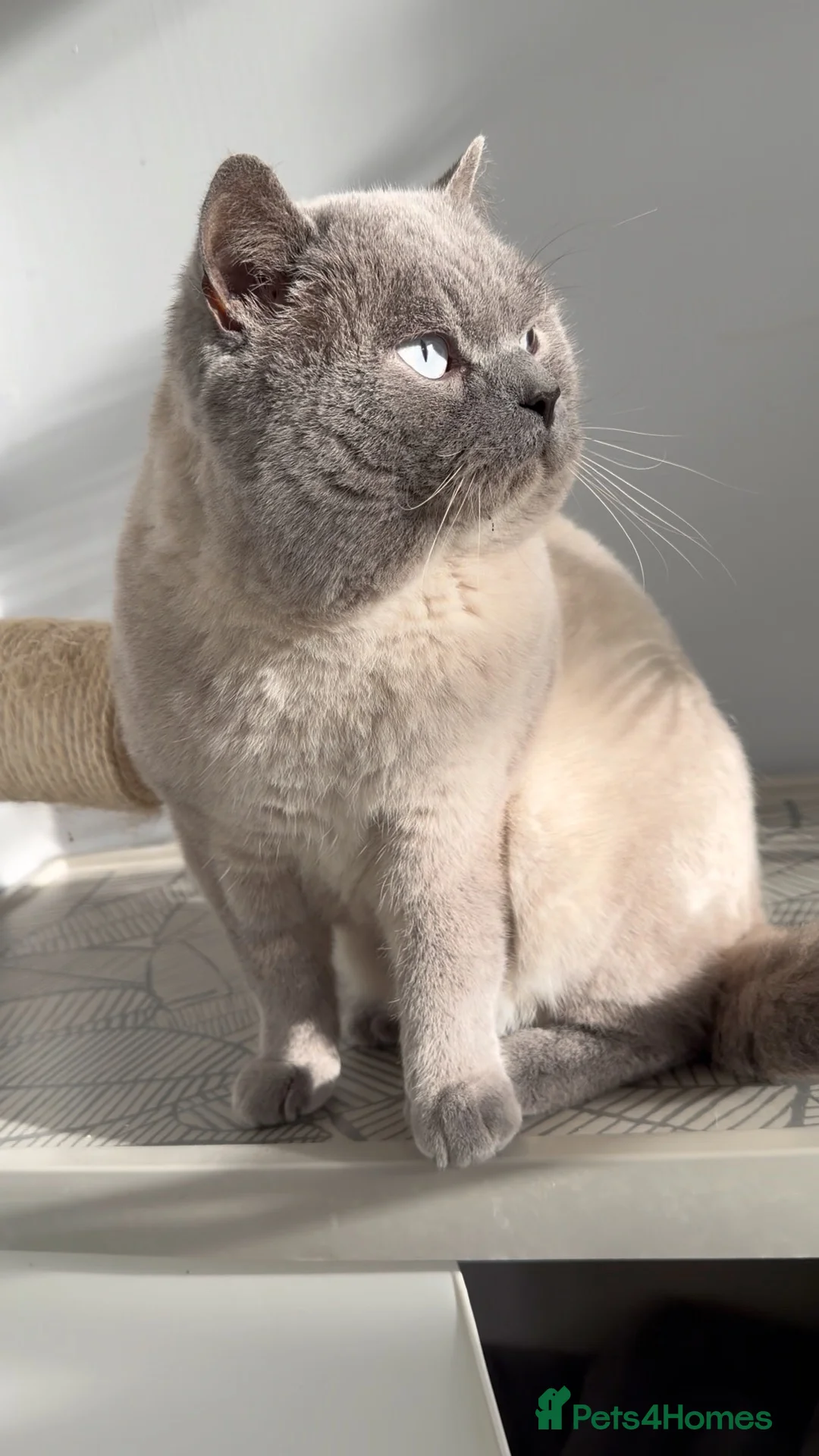 British Shorthair cats for stud: Blue colourpoint health tested stud  - Advert 1