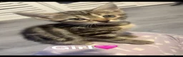 Domestic Shorthair cats for sale: 7 beautiful kittens looking for there forever home - Advert 4