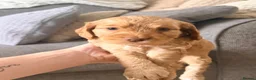 Cockapoo dogs for sale: Beautiful litter of F1B Cockerpoo Puppies - Advert 21