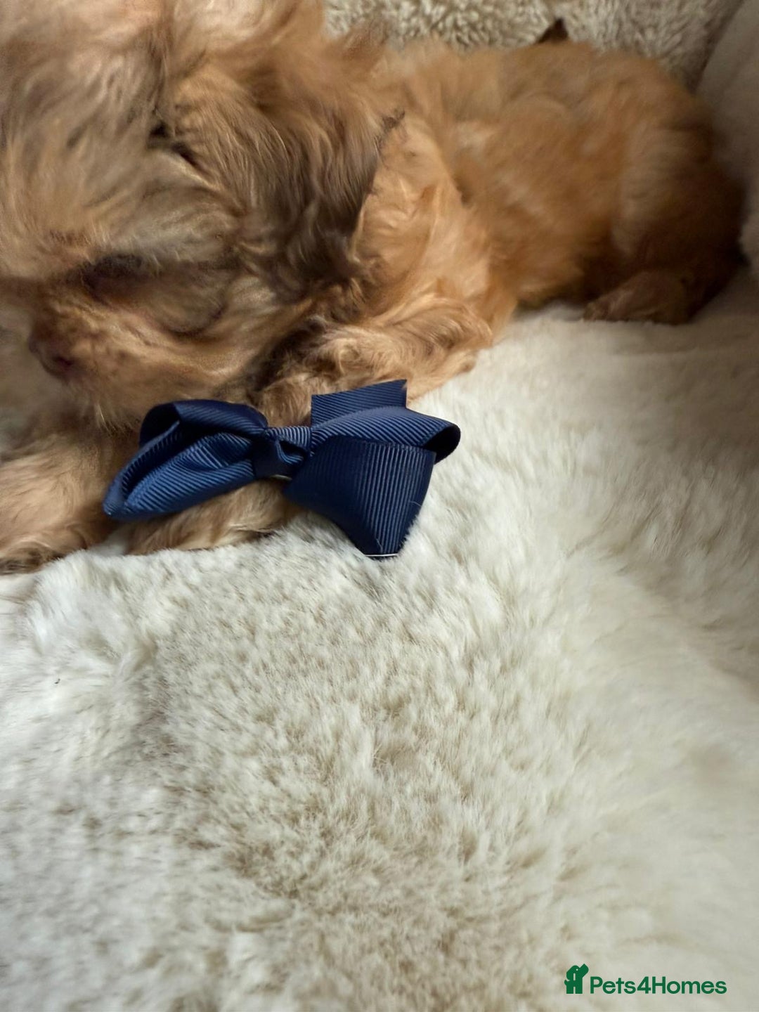 Shih Tzu dogs for sale: 4 imperial shih Tzu beautiful boys  - Image 8