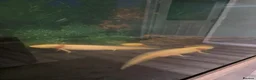 Mixed Breed invertebrates for sale: 5 x axolotls  in Bedlington - Advert 2